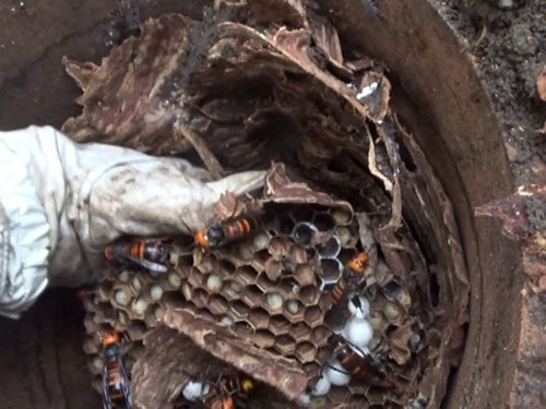 排水管に作ったオオスズメバチの巣（平田村）