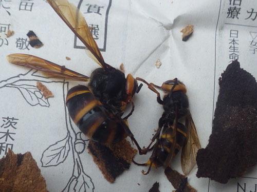 駆除したスズメバチの巣の女王蜂と働き蜂（福島市）