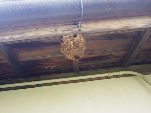 会津若松市で軒下のズメバチの巣