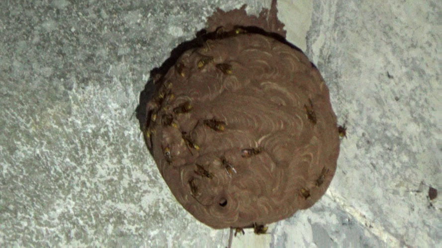 夜のキイロスズメバチの巣