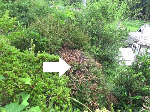天栄村で庭木のコガタスズメバチの巣