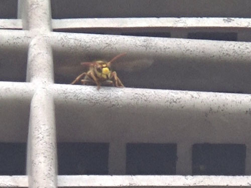 福島市で通気口から出入りするキイロスズメバチ
