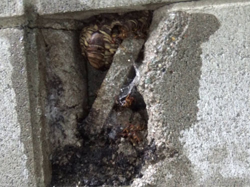 ブロック塀の中にあったスズメバチの巣（郡山市）