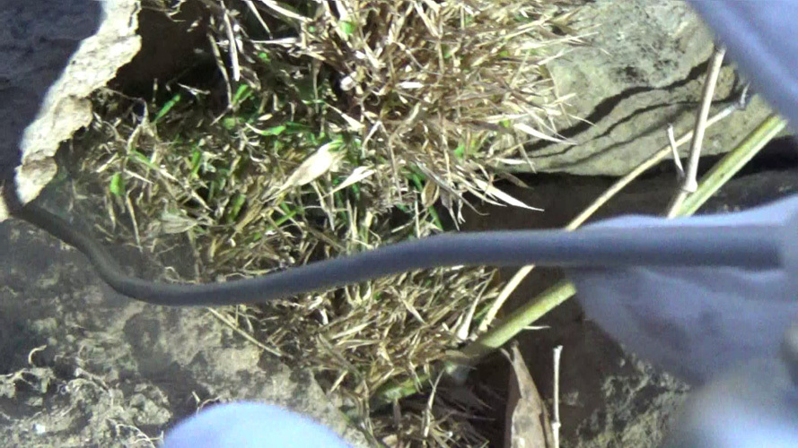 石垣の隙間の母巣に殺虫剤をノズルで注入（須賀川市）