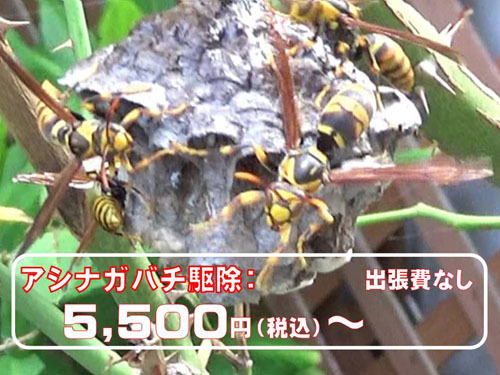 アシナガバチ駆除の料金