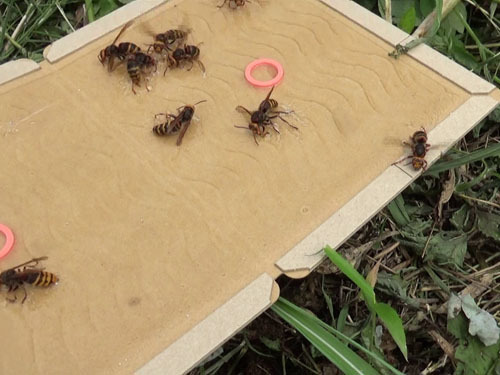 飛び回るスズメバチを粘着板で捕虫（三春町）