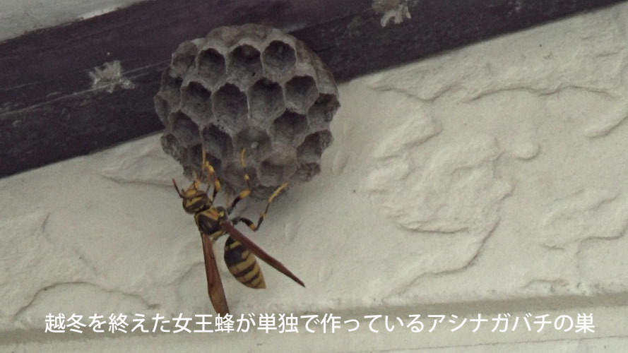 アシナガバチの女王蜂が単独で作っている巣