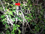 須賀川市で生垣のコガタスズメバチの巣