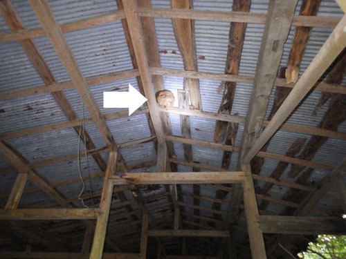 スズメバチの巣が小屋の中の天井に(白河市）