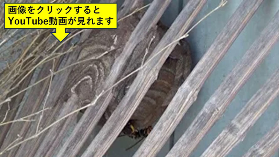 熊手に作ったコガタスズメバチの巣