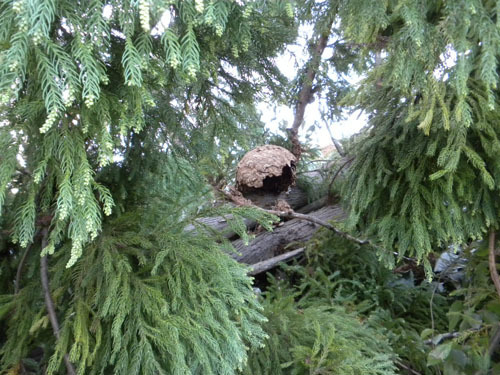 スズメバチの巣に気づかず伐採してしまった！