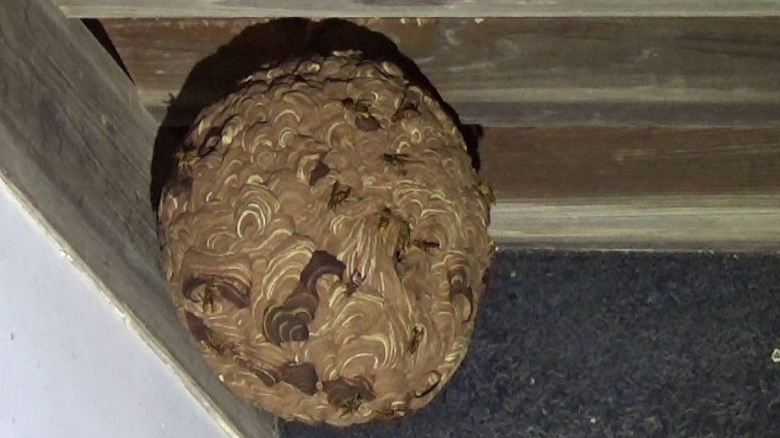 須賀川市狸森でスズメバチ駆除の現場