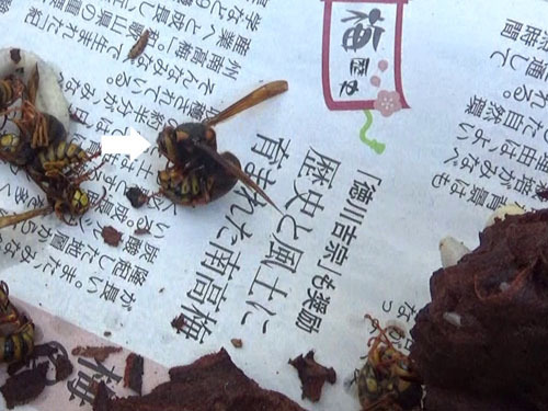 中島村で駆除したスズメバチの引っ越し巣の女王蜂