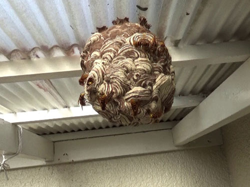 スズメバチがテラスに作った引っ越し巣（白河市）