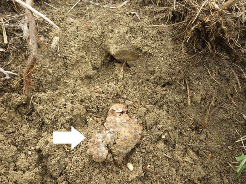 掘り進めて見つけたヒメスズメバチの巣（須賀川市）