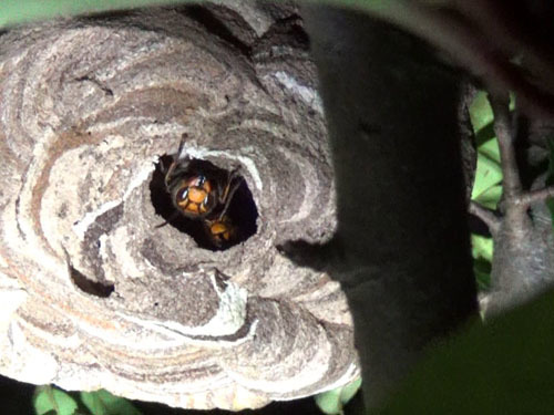 須賀川市で駆除した生垣のコガタスズメバチの巣