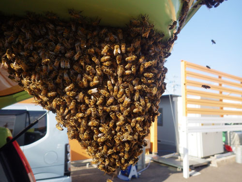 ミツバチ分蜂群が車のバックドアに塊になる（郡山市）