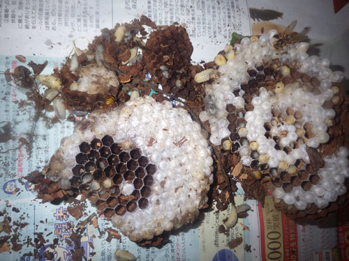 土手の地中から掘り出したスズメバチの巣（福島市）