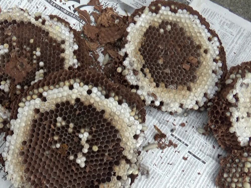 駆除・撤去したスズメバチの巣