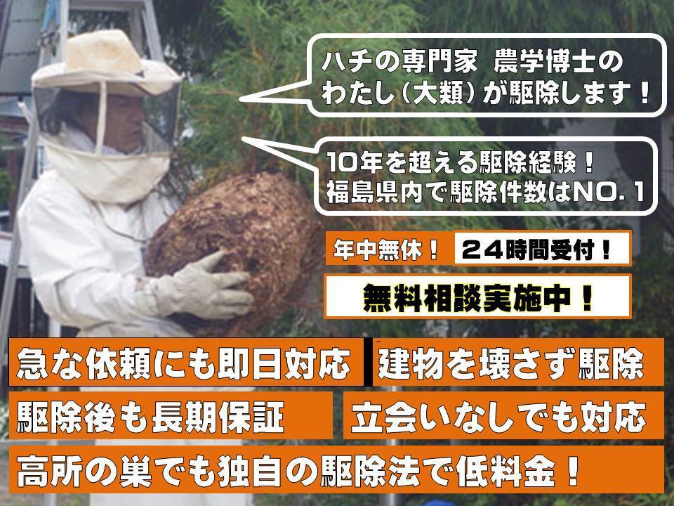 スズメバチの巣を駆除するルイワン代表 農学博士の大類