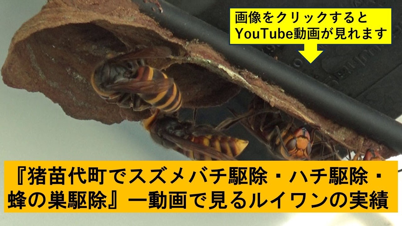 猪苗代町でのハチ駆除の実績動画
