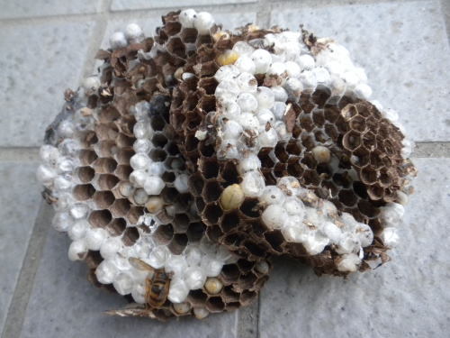 キイロスズメバチの母巣（三春町）