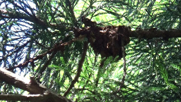 泉崎村でスズメバチの巣を駆除撤去後の巣跡