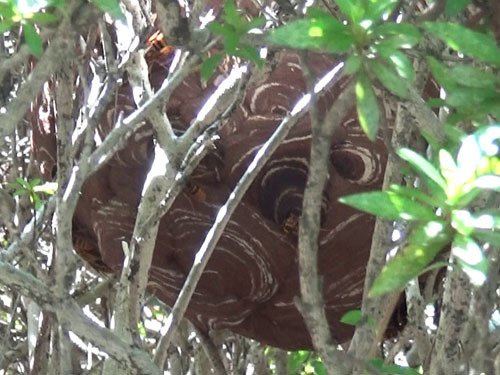 福島市でスズメバチ駆除