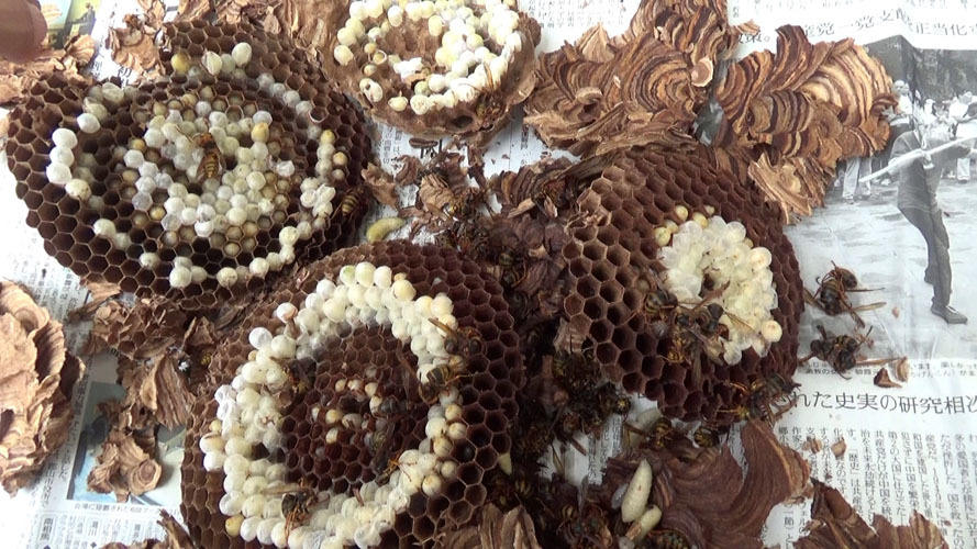 撤去したキイロスズメバチの巣を解体（郡山市）