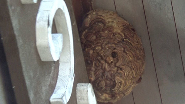 大玉村で高所のスズメバチの巣に殺虫剤を注入