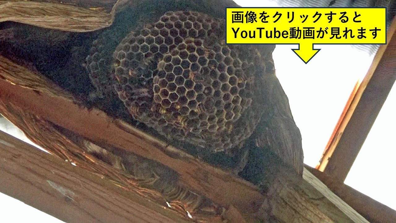 須賀川市で物置のスズメバチ駆除の現場