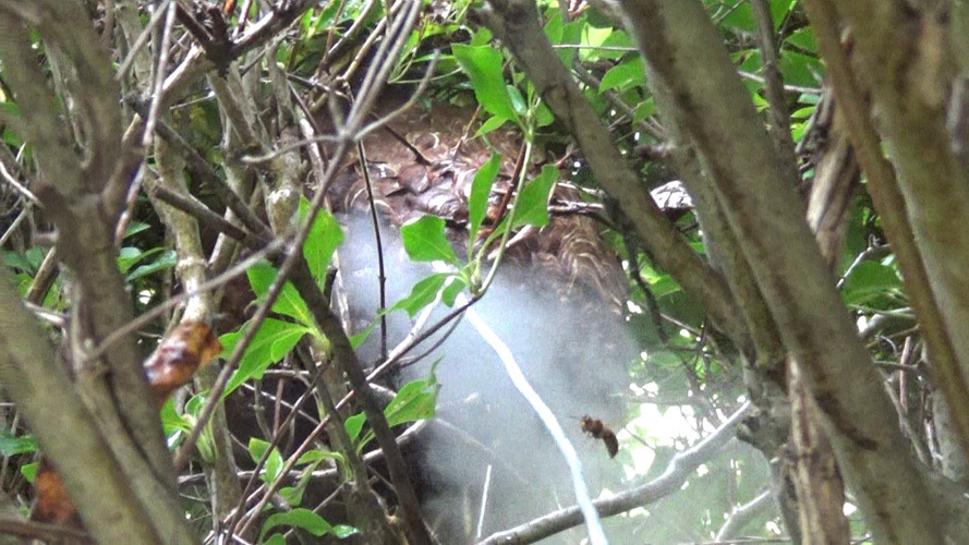 スズメバチの巣の中に殺虫剤を注入（田村市滝根町）