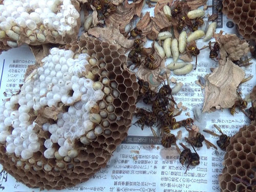 福島市で撤去したキイロスズメバチの巣