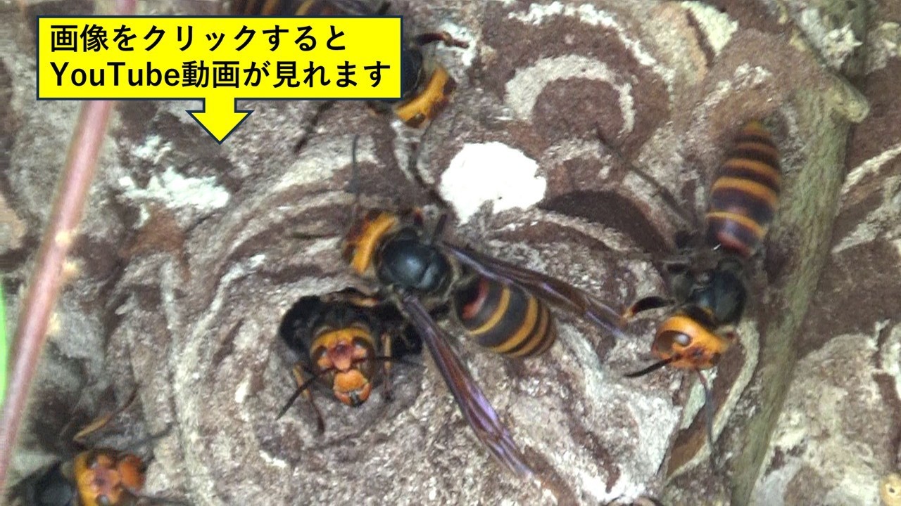 須賀川市で庭木のスズメバチ駆除の現場