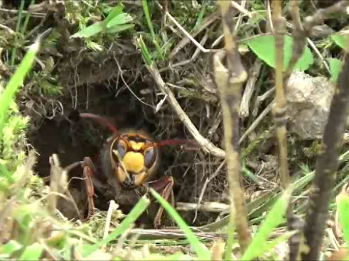 天栄村でスズメバチ駆除の現場