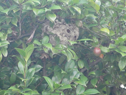 郡山市で生け捕るコガタスズメバチの巣