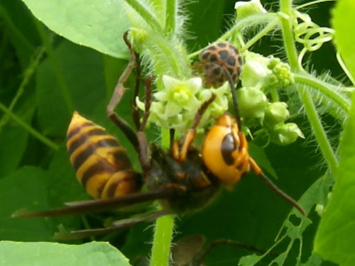 コガタスズメバチがアレチウリの花の蜜をなめる