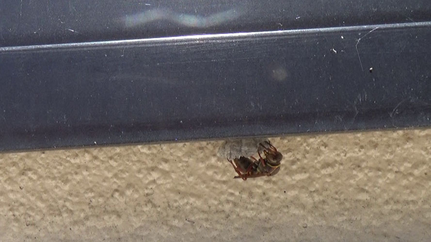 窓枠の下に作ったコアシナガバチの巣