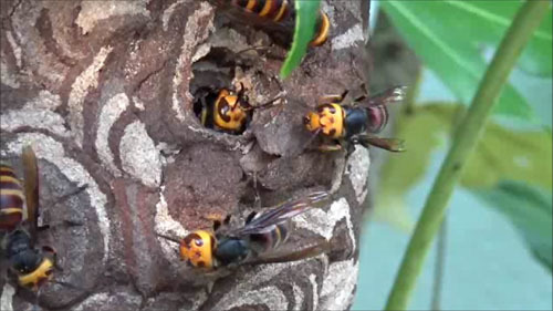 郡山市でスズメバチの巣を刺激すると・・・