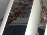 石川町でハチの巣駆除