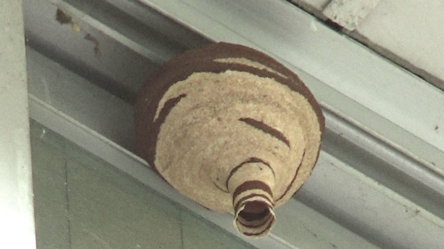 泉崎村で小学校の体育館に作ったスズメバチの巣