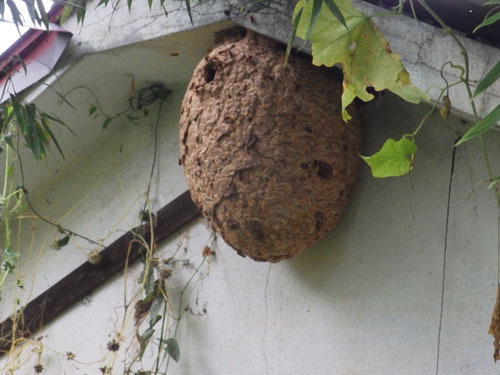 スズメバチの巨大化した巣は空き家の軒下に（矢吹町）