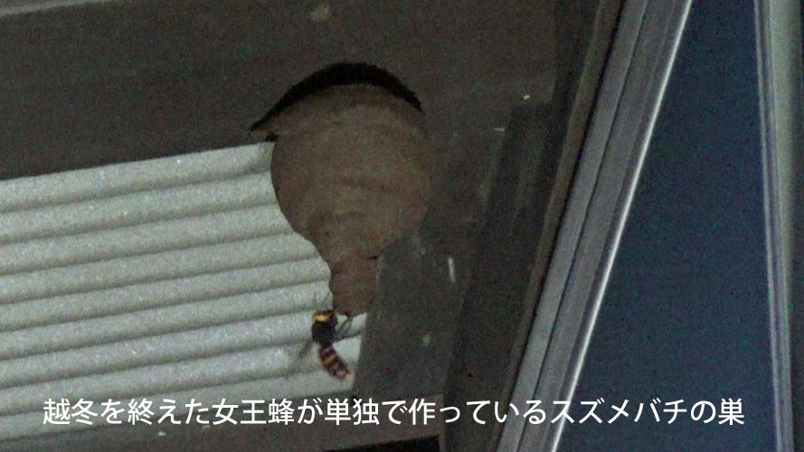 スズメバチの女王蜂が単独で作っている巣