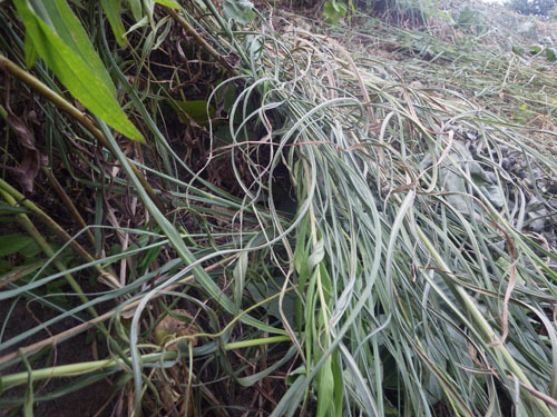 三春町でスズメバチ駆除の現場