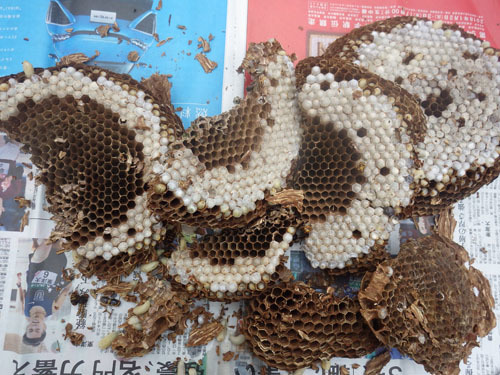 駆除したスズメバチの巣（会津若松市）