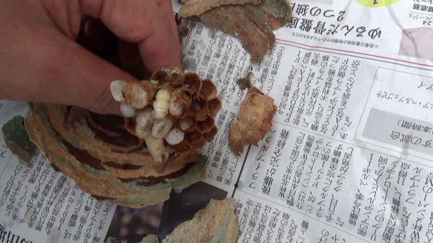 郡山市で奇妙な巣を撤去後、解体
