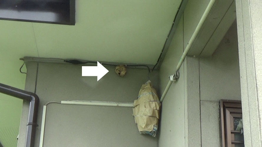 軒下のスズメバチの巣とダミーのハチの巣