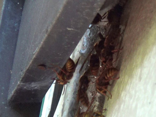 スズメバチがボイラー室の壁の隙間から出入り(白河市）