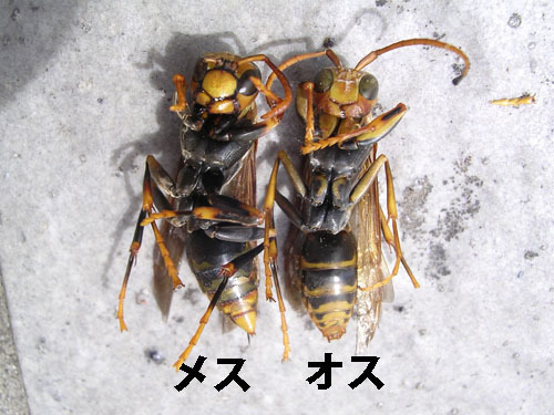 キアシナガバチ雄成虫と雌成虫の比較