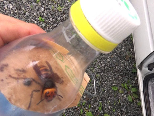 スズメバチの女王蜂を捕虫したペットボトル（郡山市）